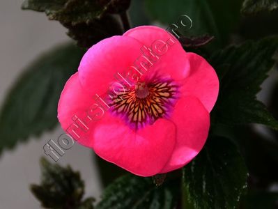 Achimenes RF s Pink Parasol