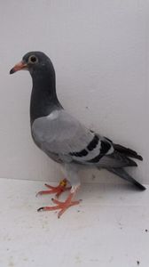 vandut