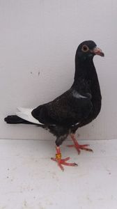 vandut