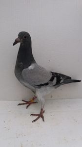 vandut