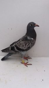 vandut