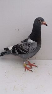vandut