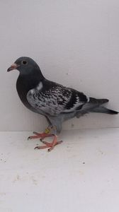 vandut