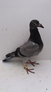 vandut