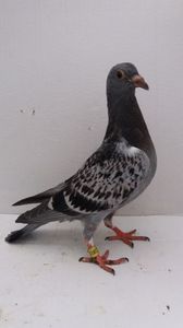 vandut