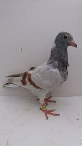 vandut
