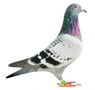 BE18-2127883_pigeonx