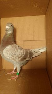 IMG-20170531-WA0048