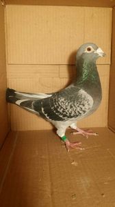 IMG-20170531-WA0023