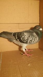 IMG-20170531-WA0016