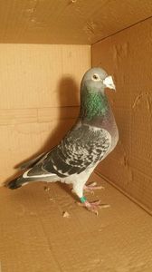 IMG-20170531-WA0013