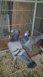 IMG-20190401-WA0021