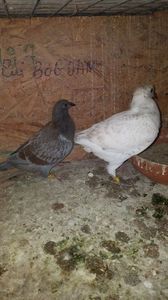 IMG-20190401-WA0004