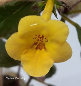 Yellow Beauty