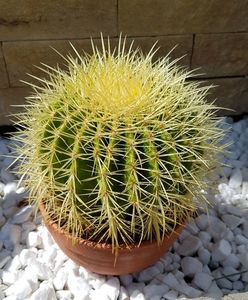 Echinocactus grusonii