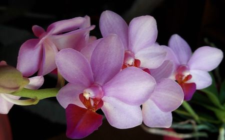 LIU'S BERRY