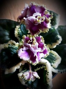 Spring Dancer Sport epuizat