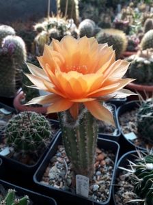 Echinopsis hibrid A61 Aphrodite