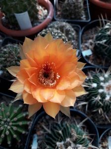 Echinopsis hibrid A61 Aphrodite; Andreas Wesner
