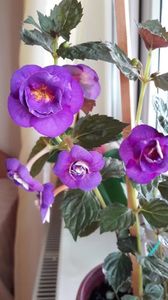 Purple Mistery
