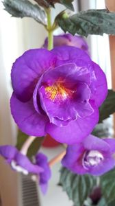 Purple Mistery