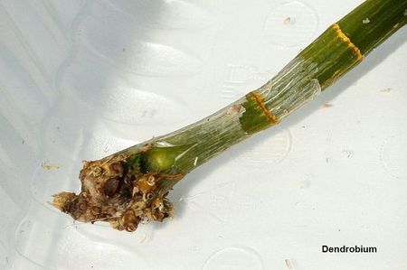 20.07.19; L-am dezinfectat, dar nu mai poate fi salvat: miezul este imbibat cu lichid si miroase a cartofi stricati.
