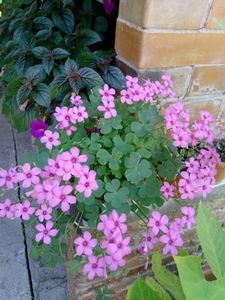 Oxalis rubra