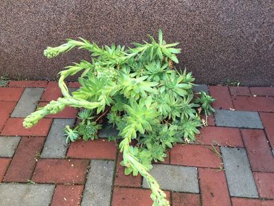 850154C9-3366-404A-8C25-846A44DE28D3