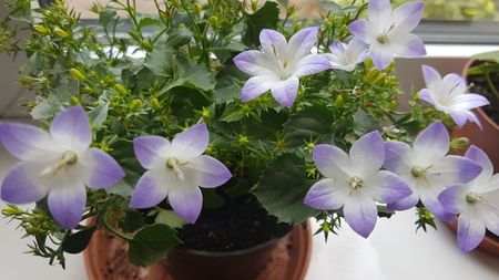 Campanula 