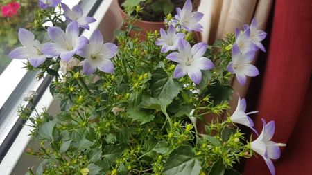 Campanula