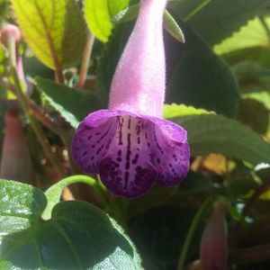 Sinningia MG's Joyful bell; Fata de prima inflorire de anul trecut....acum pe fereastra vestica, mai multa concretete si pe robustetea plantei si in culori....un frumos!
