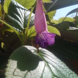 Sinningia MG's Joyful bell