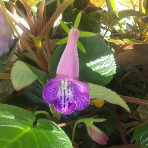 Sinningia MG's Joyful bell