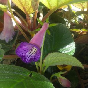 Sinningia MG's Joyful bell