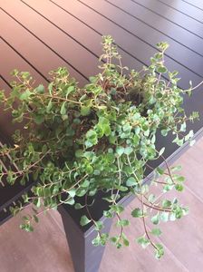 15B2C4E7-3C20-494B-89F5-A3D0946F781C