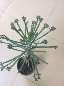 BD92A1D1-6B4D-4B94-90C7-1B90D37FFF04