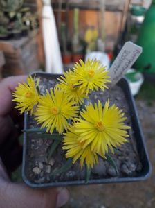 BERGERANTHUS SCAPIGER