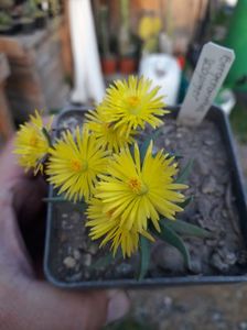 BERGERANTHUS SCAPIGER