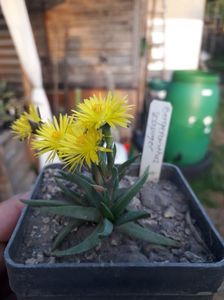 BERGERANTHUS SCAPIGER