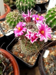 ; Mammillaria sp.
