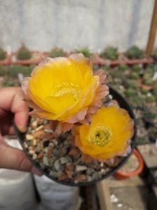 Lobivia aurea