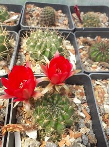 Lobivia sp