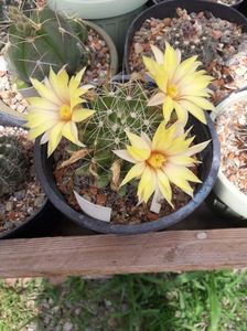 Dolichothele longimamma