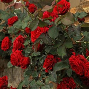 trandafir-urcator-don-juan (1)