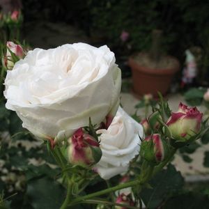 trandafir-boule-de-neige (1)