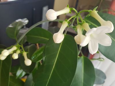 Stephanotis-nu credeam ca va mai inflori...a dormit un an jumate