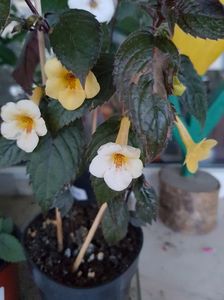 Yellow Beauty
