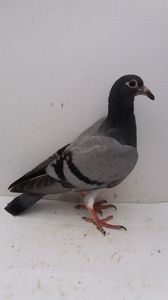 vandut