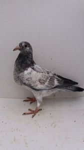 vandut