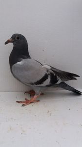 vandut